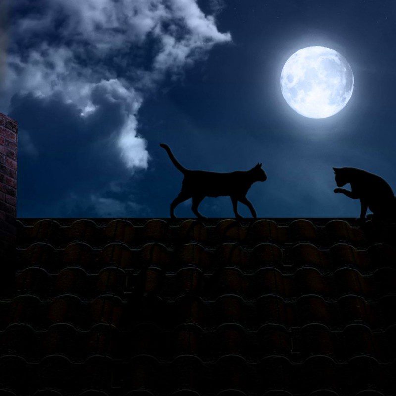 Луна исполняет. "Лунный кот". Кошка ночью. Кошки ночью картинки. Кошка ночка.